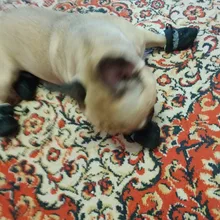 4 unidades/juego de zapatos de lluvia antideslizantes de Cachemira suave y cálida para mascotas, calzado suave a prueba de viento para perros y mascotas, zapatos impermeables antideslizantes