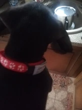 Pawstrip-Collar de nailon para perro, identificación personalizada, nombre de gato, Collar para cachorro, antipérdida, etiquetas de identificación para perros y gatos
