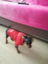 Coat Puppy Clothing Pet-Dog-Jacket Dogs Chihuahua Yorkshire Hoodies Outfit Small Winter