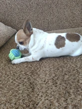 Puppy Chew Rope Ball Training-Tool Pet-Dog-Toys Molar Funny Teeth-Clean Outdoor Cotton