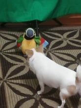 Peluche de loro parlante eléctrico para niños, juguete de peluche de pájaro parlante con alas que se repiten, regalo para niños