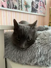 House Cat Puppy-Cushion Pet-Bed Cat-Supplies Sleeping-Bag Kennel Dog Plush Washable Warm