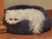 Pet bed for dog donut bed plush cat bed accessories kennels for dogs mascotas productos