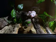 2M Scindapsus Aureus Artificial vino para Terrario de Reptiles camaleón, lagarto, hábitat terrario Scindapsus terrario Decoración