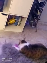 Mini juguetes de lana suave para gatos y gatos, ratón falso, pluma colorida, juego de entrenamiento divertido, suministros para Mascotas y Cachorros