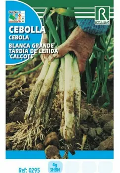 

Semence for planting onion white big T.LERIDA(CALÇOTS)