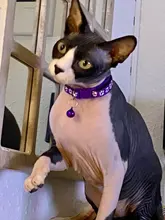 Collier-Collar para gatos con estampado de pata, correa de nailon ajustable para el cuello, para gatos