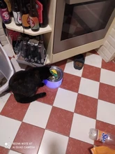 DRINK-FILTER Cat-Feeder Cat-Fountain Pet-Drinking-Water-Dispenser Cats Automatic LED