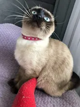 Necklace-Accessories Products Puppy Dogs-Collar Pet Chat Kitten Small for Pour Animaux