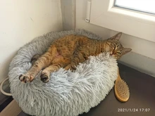 Cama de Gato supersuave, 14 colores, redonda, mullidas de gato, cesta para dormir, larga felpa, cálida, alfombrilla para mascotas, perrera ligera de tacto cómodo