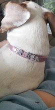 Personalized Dog Collar Leather Rhinestone Bling Charms Custom Pet Dogs Cat Name