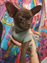 Dog Winter Sweater Pet-Dog Puppy-Cat Knitted Chihuahua for Small Clothing Ropa-Perro