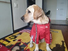 Abrigo para perros, impermeable, chaqueta reflectante para exteriores, con capucha, para cara de perro, para perros pequeños, medianos y grandes