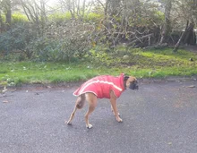 MySudui Medium Big Dog Winter Clothes For Dogs Pets Clothing Reflective Dog Jackets Outdoor