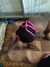 Pet-Physiological-Pants Underwear Diapers Dog Washable Female Short Puppy for Small Doggie