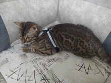 Collar de perro ajustable productos para mascotas Collar para perro arnés correa de liberación rápida Rhinestone Bling de cuero de la PU 1 PC