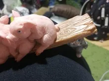 Figuras de animales en miniatura para decoración del hogar, figuritas de decoración de escritorio, juguetes de regalo para niños, Colección diaria