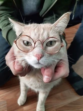 Accesorios para mascotas gato gafas ronda encantador gafas de sol gafas para perro pequeño gato accesorios fotos de mascotas