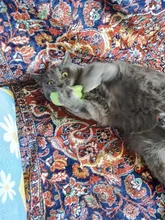 Teeth Grinding Catnip Toys Funny Interactive Plush Cat Toy Pet Kitten Chewing Vocal Toy