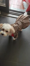 Abrigo con tutú y estampado de leopardo para perros y cachorros ropa de invierno con capucha, chaqueta reversible para perros pequeños
