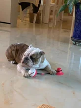 Juguetes para perros, ventosa de silicona, Bola de empuje para morder, limpieza de dientes, cepillo de dientes para comida de alimentación, juguetes para perros, venta al por mayor