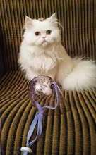 Bozal transpirable Para perros y gatos, mascarilla antimordeduras, máscara Para la boca Para gatitos y mascotas, bozal Para limpieza de baños de gatos, herramienta Para Gat