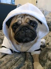 Costume Clothing Dog-Pajamas Pet-Puppy-Clothes Cat-Coat Pets Dogs French-Bulldog Dogs-Chihuahua