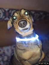 Pet-Supplies Leash Dog-Accessories Led-Collar Flashing Small Dog Night-Safety Rechargeable