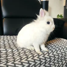 Multipurpose Rabbit Harness Small Pet Leash Chinchillas Guinea Pig Vest Clothes