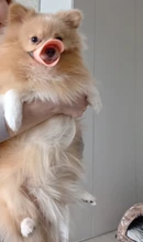 Bozal de silicona para perros, máscara bozal antimordida para perros pequeños y grandes, boquillas para la boca, accesorios de mascota perro