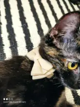 Bowknot pequeño gato Collar de hebilla ajustable pajarita Collar de cachorro lindo pequeño Collar de perro con campanas