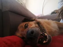 Dog-Beds Cage Lounger Pet-House-Cushion Dogs-Mat Bench-Medium Golden Retriever Large