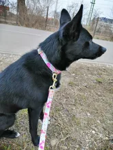 Bag Leash-Set Engraved Dog-Collar Pet Dogs Treat Printed Small Custom Personalized Medium