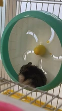 Creativo rueda para hámster silencio rotativo correr rueda de ejercicio Animal PEQUEÑO ejercicio suministros de plástico de PP de accesorios para mascotas
