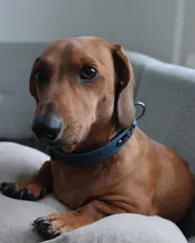 Collar Pet-Products Puppy Engraved French Bulldog Small Dogs Custom Personalized Pug