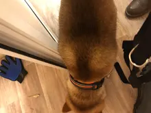 Breathable Mesh Nylon Dog Collar Reflective Pet Collars For Dogs Small Medium Large Dog