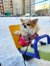 Puppy-Boots Pet-Shoes Lovely Dogs Snow Anti-Slip Zipper Winter Warm Denim Lets Casual