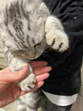 Tapas coloridas para uñas de gato, 20 unids/lote con pegamento adhesivo gratis, talla XS S M LGift para mascotas