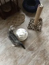 Ball Cat-Toys Play Cat Intelligence Tower-Tracks-Disc Training Amusement-Plate