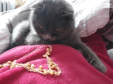 Tobillera con cadena metálica dorada para mujer, cadena para tobillo con borla, campanas cadena con sonido, pulsera para tobillo, joyería para pie, 2017