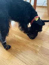 4 unids/set lindo cachorro perro calcetines de perros pequeños de algodón Anti-deslizamiento zapatos de gato para Otoño Invierno interior desgaste antideslizante en la pata Protector