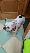 Dog-Harness Leash-Set Pets-Puppy No-Pull Dogs French-Bulldog Small Pug Breathable 