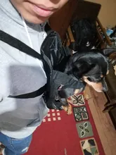 Bags Travel Carrying Dogs-Backpackadjustable Puppy-Carrier Pets Kangaroo Durable Fashion