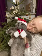 Pet Dog Cat Costume Christmas Antlers Hat Cloak Halloween Disguise Clothes For Cats Small