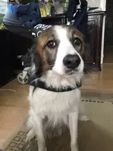 Leashes-Rope Dog-Weight Pitbull Pet-Training Dogs Pulling-Leash Durable Large for Medium