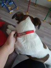 Free Engrave Customized Dog Collar Personalized ID Collar Engrave Name Phone Number Free