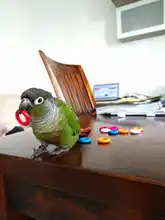 Toy Diy-Accessories Bird Pet-Parrot Home-Decoration Wooden-Ring Chew Natural Bite Molar