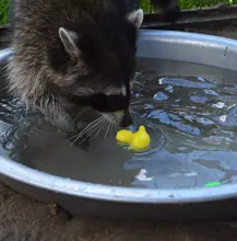 Juguetes de agua para nadar de 13 Uds animales mezclados, pato de goma flotante blando colorido, sonido al estrujar, juguete de baño para bebé