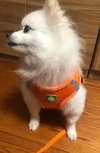 Arnés para perros y mascotas de gran tamaño sin tirones, chaleco ajustable y transpirable, impermeable, para Seguridad al aire libre, caminar y correr,arnes perro mediano,perros accesorios,suministros para perros