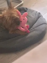 Donut de peluche para perros pequeños y medianos, juguetes interactivos para Sonido divertido, suministros de accesorios